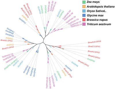 SPX family response to low phosphorus stress and the involvement of ZmSPX1 in phosphorus homeostasis in maize